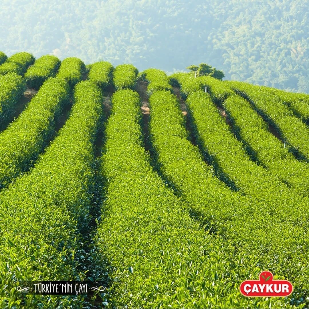 Çaykur Tirebolu 42 Turkish Black Tea 500g