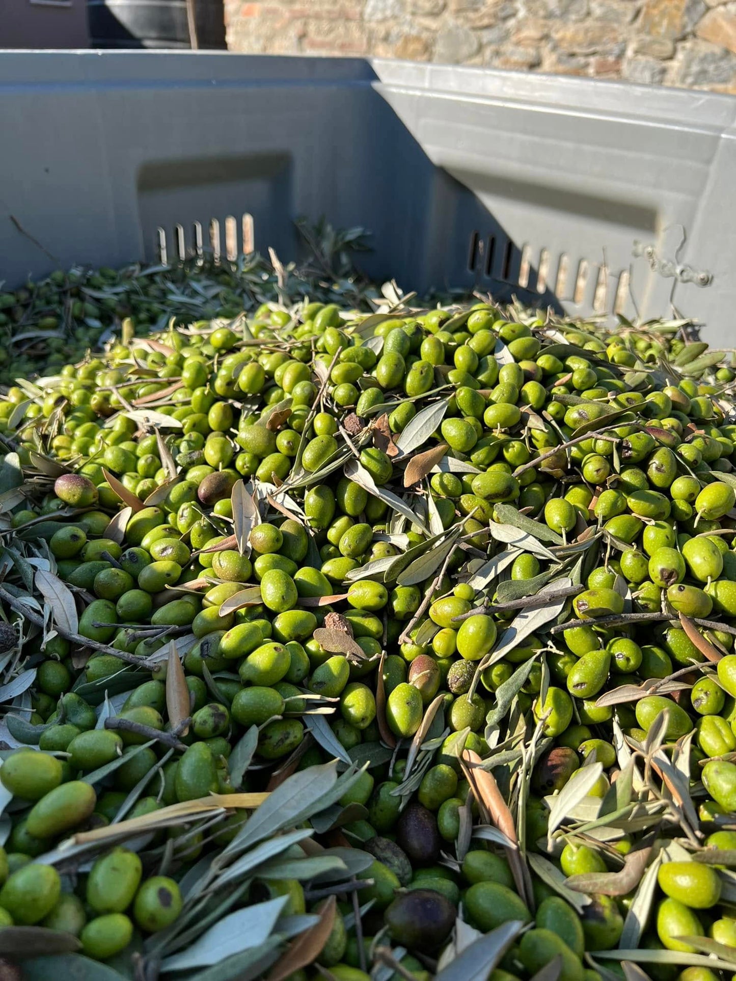 Protoleo Greek extra virgin olive oil from Lesvos served as a finishing oil