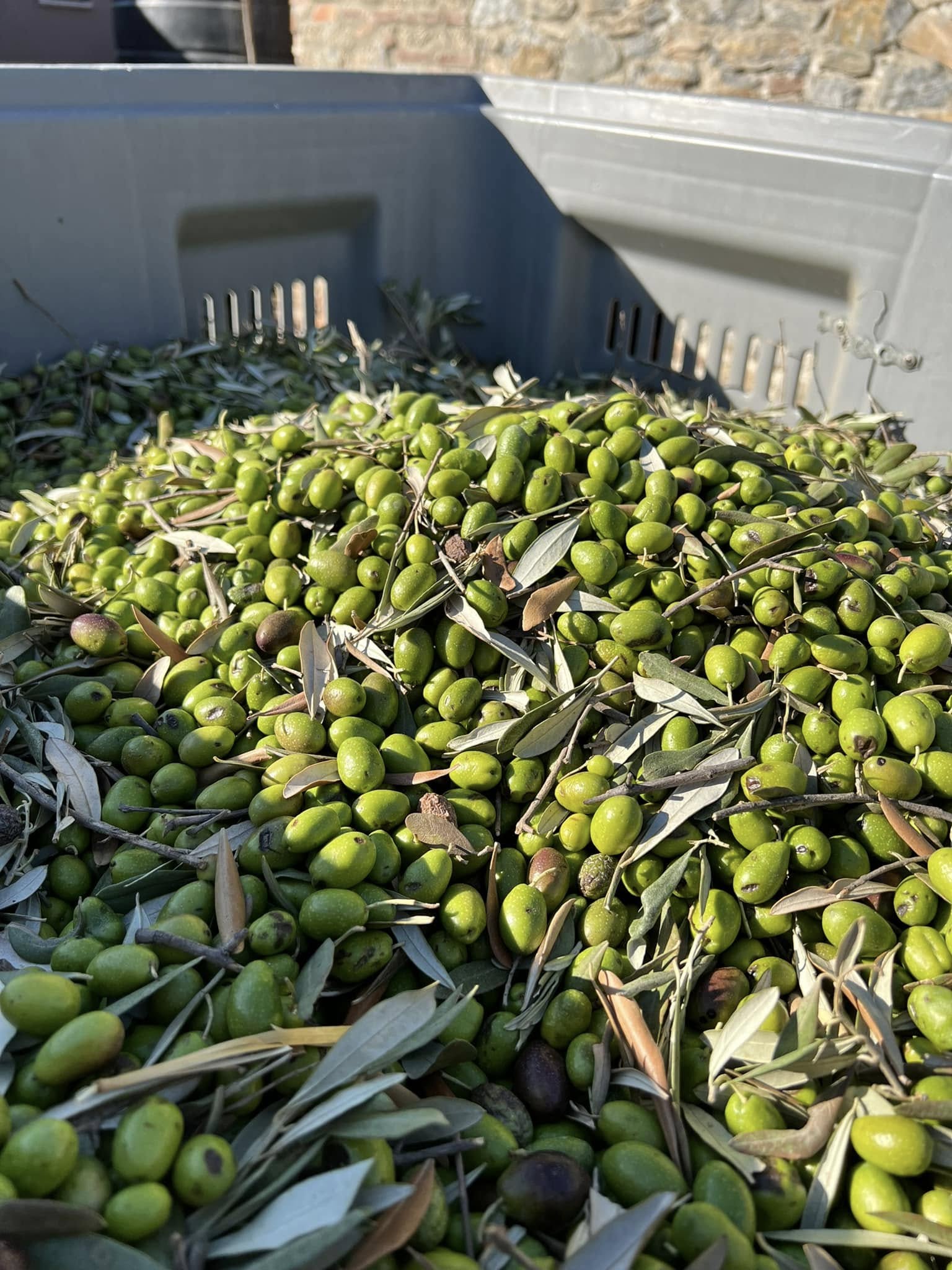 Protoleo Greek extra virgin olive oil from Lesvos served as a finishing oil